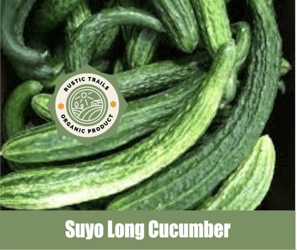 Suyo Long Cucumber, scientifically known as Cucumis sativus